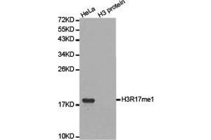 Western blot analysis of extracts of HeLa cell line and H3 protein expressed in E. (Histone 3 Antikörper  (H3R17me))