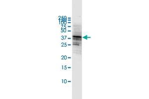 Western Blot detection against Immunogen (53. (CD80 Antikörper  (AA 1-288))