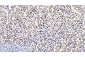 Immunohistochemistry of paraffin-embedded Mouse kidney tissue using CYCS Monoclonal Antibody at dilution of 1:200. (Cytochrome C Antikörper)