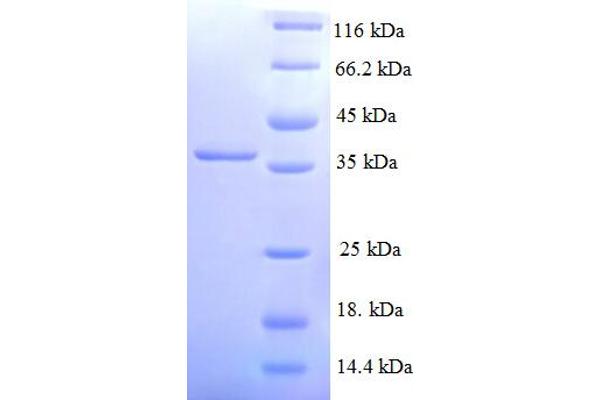 NDUFA3 Protein (AA 2-84) (GST tag)