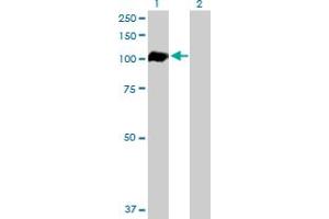 Western Blot analysis of AHR expression in transfected 293T cell line by AHR MaxPab polyclonal antibody. (Aryl Hydrocarbon Receptor Antikörper  (AA 1-848))