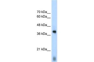 Western Blotting (WB) image for anti-Eukaryotic Translation Initiation Factor 2 Subunit 1 (EIF2S1) antibody (ABIN2462161) (EIF2S1 Antikörper)