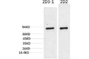 Western blot analysis of 1) 3T3, 2) Rat LiverTissue with PI3 Kinase P85α Mouse mAb diluted at 1:2000. (PIK3R1 Antikörper)