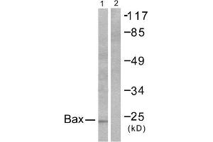 Western Blotting (WB) image for anti-BCL2-Associated X Protein (BAX) (N-Term) antibody (ABIN1848439) (BAX Antikörper  (N-Term))
