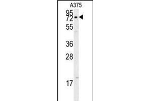 XRCC1 Antibody (Center) (ABIN651735 and ABIN2840381) western blot analysis in  cell line lysates (15 μg/lane). (XRCC1 Antikörper  (AA 407-435))