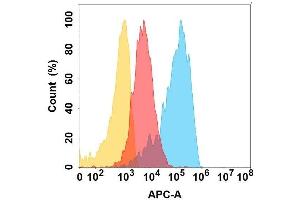 CD164 protein is highly expressed on the surface of Expi293 cell membrane. (CD164 Antikörper)