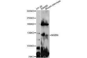 Western blot analysis of extracts of various cell lines, using GUCY2C antibody (ABIN5997862) at 1/1000 dilution. (GUCY2C Antikörper)