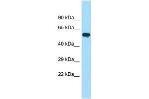 WB Suggested Anti-PIP5K1B Antibody Titration: 1. (PIP5K1B Antikörper  (C-Term))