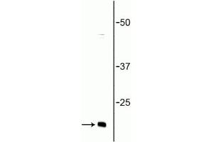 Western blot of rat brain lysate showing specific immunolabeling of the ~ 16 kDa synaptobrevin protein. (VAMP 1,2 Antikörper)