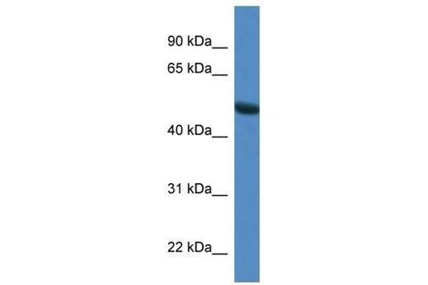 Syntrophin gamma 1 Antikörper  (N-Term)