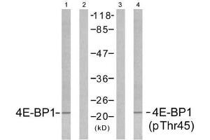 Western blot analysis of extracts from MDA435 cells untreated or treated with EGF (200nm, 5min), using 4E-BP1 (Ab-45) antibody (E021216, Lane1 and 2) and 4E-BP1 (phospho-Thr45) antibody (E011223, Lane 3 and 4) . (eIF4EBP1 Antikörper  (pThr45))