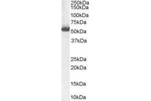 ABIN2561029 (1µg/ml) staining of Human Liver Lysate (35µg protein in RIPA buffer). (ALDH1A1 Antikörper  (Internal Region))