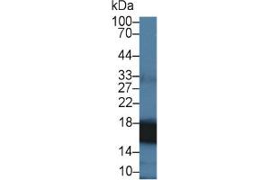 Western Blotting (WB) image for Peptidylprolyl Isomerase A (Cyclophilin A) (PPIA) ELISA Kit (ABIN6574244)