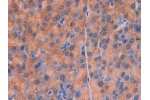 Detection of CD34 in Mouse Pancreas Tissue using Polyclonal Antibody to Cluster Of Differentiation 34 (CD34) (CD34 Antikörper  (AA 36-287))