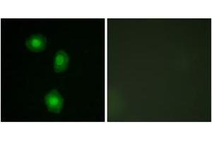 Immunofluorescence (IF) image for anti-Ribosomal Protein S6 Kinase, 90kDa, Polypeptide 5 (RPS6KA5) (AA 343-392) antibody (ABIN2889029) (MSK1 Antikörper  (AA 343-392))