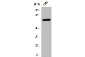Western Blot analysis of COS7 cells using Histone deacetylase 10 Polyclonal Antibody (HDAC1 Antikörper  (N-Term))