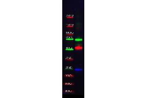 Western Blotting (WB) image for Donkey anti-Mouse IgG antibody (DyLight 488) - Preadsorbed (ABIN6699007)