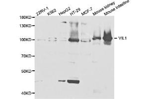 Western blot analysis of extracts of various cell lines, using VIL1 antibody (ABIN5973204) at 1/1000 dilution. (Villin 1 Antikörper)