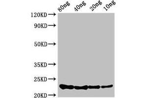 Western Blot Positive WB detected in Recombinant protein All lanes: csrA antibody at 3. (CsrA (AA 1-61) Antikörper)