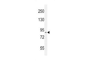 Western blot analysis in mouse Neuro-2a cell line lysates (35ug/lane). (DDX11 Antikörper  (AA 656-683))