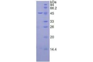 SDS-PAGE analysis of Mouse Neuregulin 1 Protein. (Neuregulin 1 Protein (NRG1))