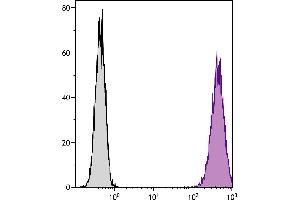 DBA/2 mouse mastocytoma cell line P815 and mB7. (CD86 Antikörper  (PE))