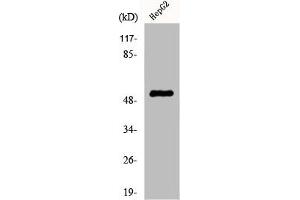 Western Blot analysis of HepG2 cells using Cytokeratin 7 Polyclonal Antibody (Cytokeratin 7 Antikörper  (C-Term))