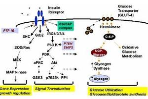 Affinity Purified Phospho-specific antibody to human muscle Glycogen Synthase (GS) at pS640 was used at a 1:1000 dilution to detect human muscle GS by Western blot. (Glycogen Synthase 1 Antikörper  (pSer640))