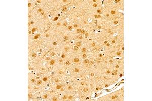 Immunohistochemistry of paraffin embedded mouse brain using scr3 (ABIN7074886) at dilution of 1:1000 (400x lens) (NCOA3 Antikörper)