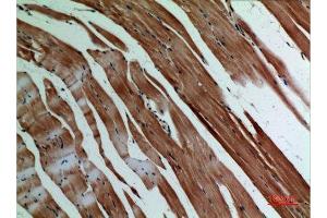 Immunohistochemistry (IHC) analysis of paraffin-embedded Mouse Muscle, antibody was diluted at 1:100. (alpha-SMA (C-Term) Antikörper)