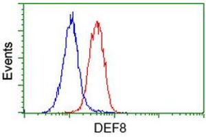 Flow cytometric Analysis of Hela cells, using anti-DEF8 antibody (ABIN2454415), (Red), compared to a nonspecific negative control antibody, (Blue). (DEF8 Antikörper)