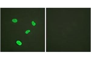 Immunofluorescence analysis of HeLa cells, using Histone H4 (Ab-12) Antibody. (Histone H4 Antikörper  (AA 10-59))