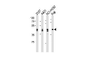 Western blot analysis in 293T,A431,NCI-H292,Raji cell line lysates (35ug/lane). (HNRNPD/AUF1 Antikörper  (N-Term))