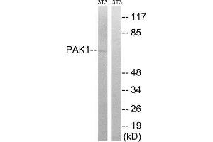 Western Blotting (WB) image for anti-P21-Activated Kinase 1 (PAK1) (Ser204) antibody (ABIN1848247) (PAK1 Antikörper  (Ser204))
