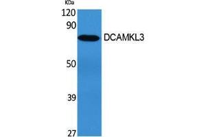 Western Blotting (WB) image for anti-Doublecortin-Like Kinase 3 (DCLK3) (Internal Region) antibody (ABIN3174717) (DCLK3 Antikörper  (Internal Region))