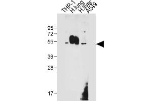 Western Blotting (WB) image for anti-CD14 (CD14) (AA 54-83), (N-Term) antibody (ABIN390260)