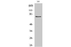 Western Blotting (WB) image for anti-tau Protein (Ser852) antibody (ABIN3187180) (tau Antikörper  (Ser852))
