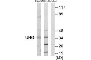 Western Blotting (WB) image for anti-Uracil-DNA Glycosylase (UNG) (Internal Region) antibody (ABIN1849162) (UNG Antikörper  (Internal Region))