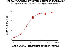 ELISA image for anti-CEACAM5 (Tusamitamab Biosimilar) (Glu239Asp-Mutant), (Met241Leu-Mutant) antibody (ABIN7538760)