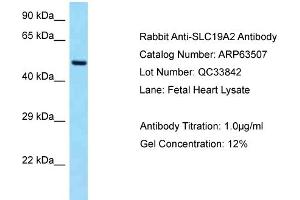 Western Blotting (WB) image for anti-Solute Carrier Family 19 (Thiamine Transporter), Member 2 (SLC19A2) (C-Term) antibody (ABIN971707) (SLC19A2 Antikörper  (C-Term))