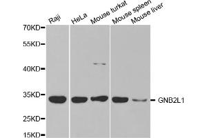 Western blot analysis of extracts of various cell lines, using GNB2L1 antibody. (GNB2L1 Antikörper)