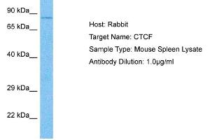 Host: Rabbit Target Name: CTCF Sample Tissue: Mouse Spleen Antibody Dilution: 1ug/ml (CTCF Antikörper  (C-Term))