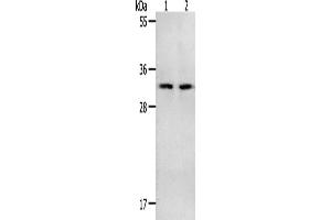 Western Blotting (WB) image for anti-NME/NM23 Nucleoside Diphosphate Kinase 6 (NME6) antibody (ABIN2428482) (NME6 Antikörper)