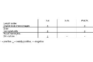 Table 1. (Macrophages Antikörper)