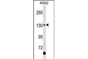 KIT Antibody (C-term ) (ABIN1537641 and ABIN2850298) western blot analysis in K562 cell line lysates (35 μg/lane). (KIT Antikörper  (C-Term))