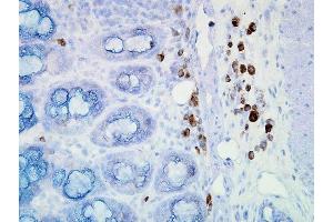 Immunohistochemistry analysis using Mouse Anti-Hsp90 Monoclonal Antibody, Clone D7alpha . (HSP90 Antikörper  (PE))