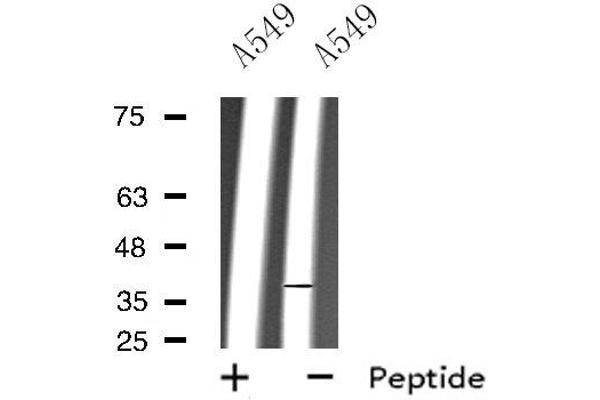 Rho-related GTP-binding protein Antikörper