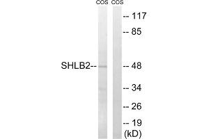 Western blot analysis of extracts from COS cells, using SH3GLB2 antibody. (SH3GLB2 Antikörper  (Internal Region))