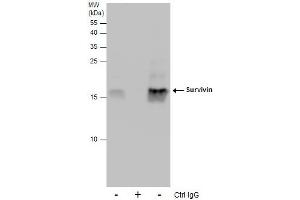 IP Image Immunoprecipitation of Survivin protein from 293T whole cell extracts using 5 μg of Survivin antibody, Western blot analysis was performed using Survivin antibody, EasyBlot anti-Rabbit IgG  was used as a secondary reagent. (Survivin Antikörper  (C-Term))
