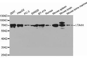 Western blot analysis of extracts of various cell lines, using LTA4H antibody (ABIN5971337) at 1/1000 dilution. (LTA4H Antikörper)